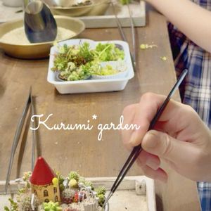サボテン,セダム,サボテン寄せ植え,箱庭,箱庭 サボテンの画像