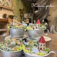 サボテン,サボテン,セダム,サボテン寄せ植え,サボテン寄せ植えの画像