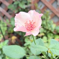 バラ・つるデンティベス,つるバラ,ばら バラ 薔薇,バラ・デンティベスの画像