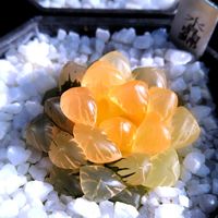 ハオルチア,ハオルチア オブツーサ,オブツーサ錦,多肉植物,ハオルチア属の画像
