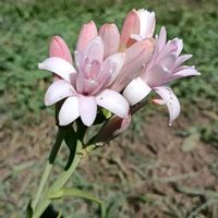 チューベローズ,良い香りの花,家で咲いている花の画像