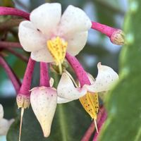 万両,かわいい,きれい,花のある暮らし,いやし♡の画像
