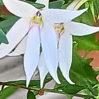 ポリゴナム（ヒメツルソバ）,カワラナデシコ,イトソマ,ブタナ,姫ヒマワリの画像