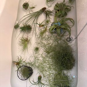 エアプランツ,観葉植物,成長記録の画像