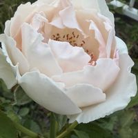 バラ,カンナ クレオパトラ,バラ パパ メイアン,バラ　ミエルドゥフォレ,バラ　ミエルドゥフォレの画像