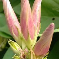 ノアサガオ,大好きな花,シルエット❤︎,風の中,ヒカリの画像