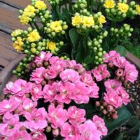 カランコエ,鉢植え,ガーデニング,植え込み,散策さんぽの画像