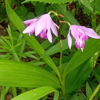 オシロイバナ,ガウラ,シラン,花壇,和むの画像