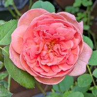 バラ,バラ,ガーデニング,花のある暮らし,バラのある暮らしの画像