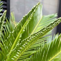 ソテツ,蘇鉄,蘇轍　ソテツ,鉢植え,新芽の画像