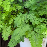 アジアンタム,green,植物が好き,庭の画像