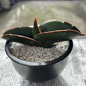 サンセベリア バナナ,サンセベリア,観葉植物,植え替え,陶器の画像