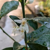 キンカン,金柑,鉢植の画像