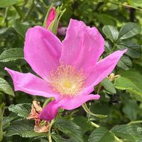 ハマナス,バラ,ミニバラ,ミヤビ,花木の画像