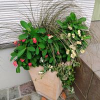 カレックス,ハツユキカズラ,ハナキリン　シャインキッス,寄せ植え,花のある暮らしの画像