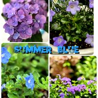 アゲラタム,アメリカンブルー,ユーフォルビア ダイヤモンドスノー,フロックス オープニングアクト ピンクアドット,青い花の画像