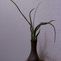チランジア,エアプランツ,一輪挿し,iPhone撮影,備前焼の画像