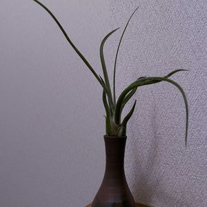 チランジア,エアプランツ,一輪挿し,iPhone撮影,備前焼の画像