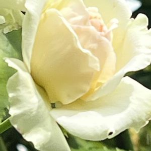 バラ,薔薇,今日も元気で,ばら バラ 薔薇,今日も笑顔で♡の画像