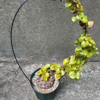 亀甲竜,亀甲竜,塊根植物の画像