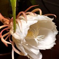 月下美人,孔雀サボテン,サボテンの花✨,咲き始めましたー❣️,午後9時頃の画像