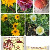 スモークツリー,スモークツリー,ハナビシソウ,モモ,柚子の画像