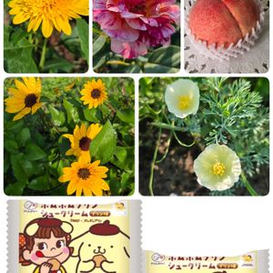 スモークツリー,スモークツリー,ハナビシソウ,モモ,柚子の画像