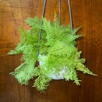 ネフロレピス,ネフロレピスコットンキャンディ,観葉植物,植え替え,シダ植物の画像