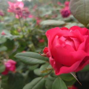 薔薇の画像