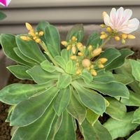 レウィシア,レウィシア,和む,花のある暮らし,ありがとう❤️の画像