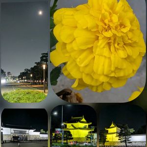 マリーゴールド,シダレヤナギ,三条大橋,ﾏﾘｰｺﾞｰﾙﾄﾞ,二条城前…の画像