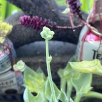 マサイの矢尻,マサイの矢尻  花芽,マサイの矢尻  花芽,多肉植物の画像