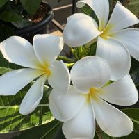 グレビレア,プルメリア,南国の花,玄関アプローチ,庭の画像
