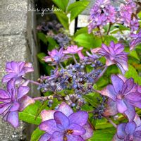 セイヨウニンジンボク,紫陽花 ひなまつり,キュンキュン乙女倶楽部,【こまち多肉部】,平和を願う☆の画像
