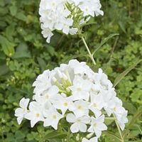 フロックス,エリゲロン,ガーデニング,花のある暮らし,ナチュラルスタイルの画像