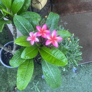 ミニバラ,玄関アプローチ,玄関内側の画像