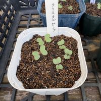 ハボタン,葉牡丹,プラチナケール クリスタルピンク,種から,種まきの画像