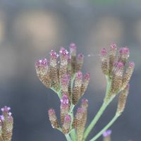 アレチハナガサの画像