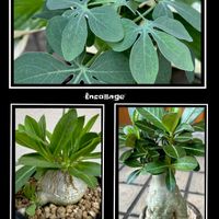 アデニウム,アデニア・グラウカ,パキポディウム 恵比寿笑,my plants,おうち園芸の画像