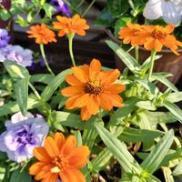 カシワバアジサイ,ジニア,フレンチラベンダー,デュランタタカラヅカの花,チーム愛知の画像