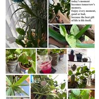 ハナキリン,ポインセチア,胡蝶蘭,葉牡丹,観葉植物達の画像