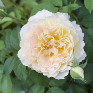 バラ,バラ　サシェ,ガーデニング,マイガーデン,花のある暮らしの画像
