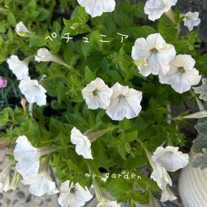 ペチュニア,鉢植え,ガーデニング,軒下,揷し木、挿し芽の画像
