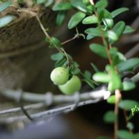 クランベリーの画像