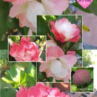 ボケ,庭の花,花のある暮らし,小庭,植物大好きの画像
