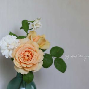 バラ,ERグラミスキャッスル,バラ アンブリッジローズ,杏奈,花のある暮らしの画像