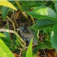 ヒイラギ,小玉スイカ,小玉スイカ,野鳥（オナガ）,斑入りアメリカツタの画像