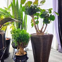 ポリシャス,観葉植物の画像