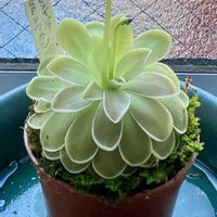 ムシトリスミレ,食虫植物,暑い夏,庭の水撒き,庭の画像