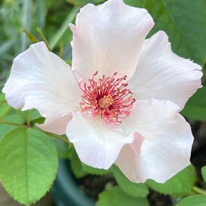 バラ,薔薇,夏の庭,デンティベス,バラ アイズフォーユーの画像